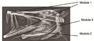 Fig 2. Lateral view of a radiograph of a snook skull, Centropomus undecimalis. The modules are in reference to the following developmental complexes: Module 1-oral jaws, Module-2 hyobranchial system, and Module 3-opercular series.