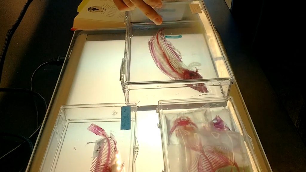 cleared and stained fish